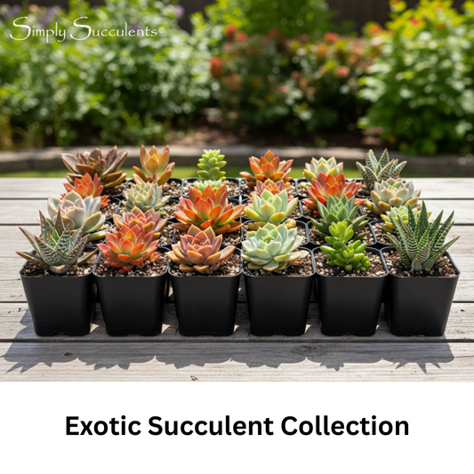 Exotic Succulent Collection - 32 Plants
