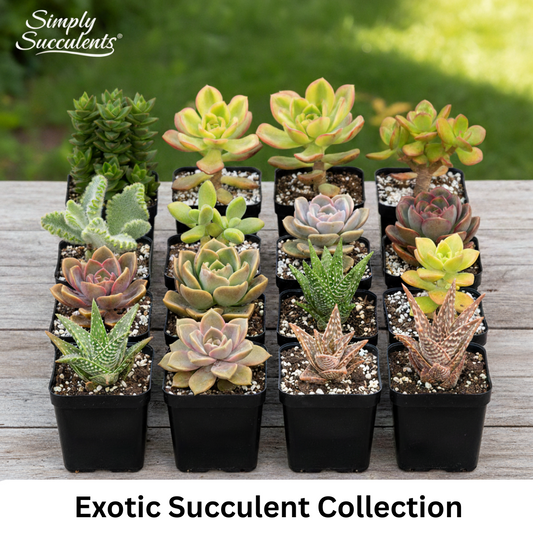 Exotic Succulent Collection - 16 Plants