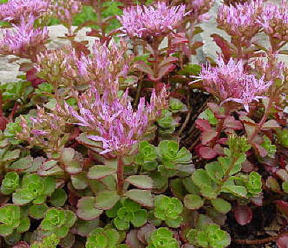 Sedum (Stonecrop) Fulda Glow