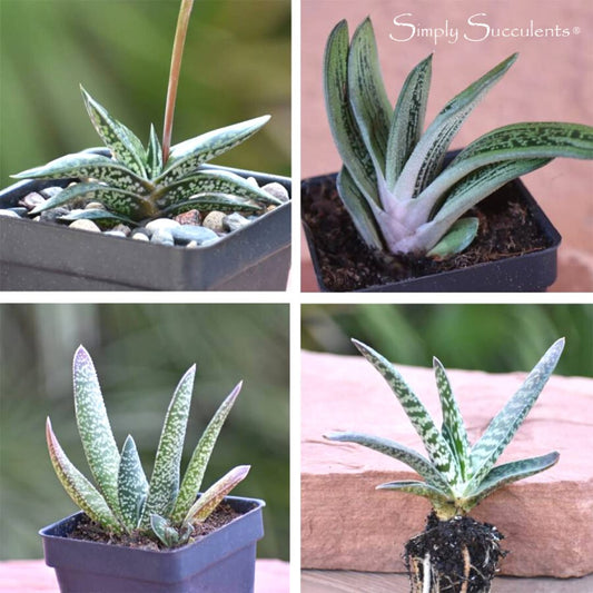 Gasteria 'Little Warty'