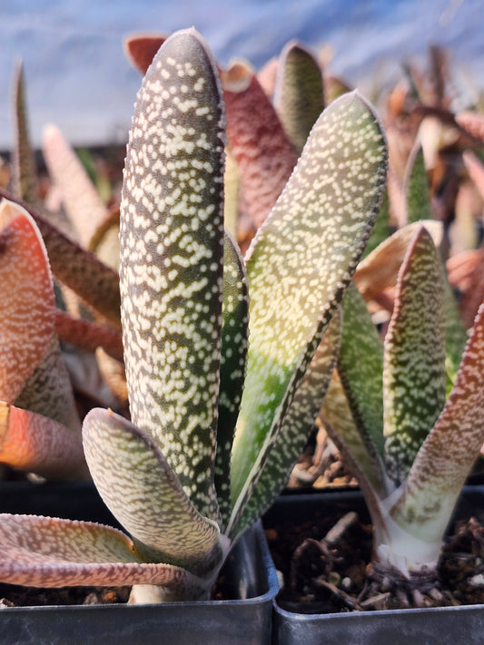 Gasteria "Dwarf Ox Tongue"