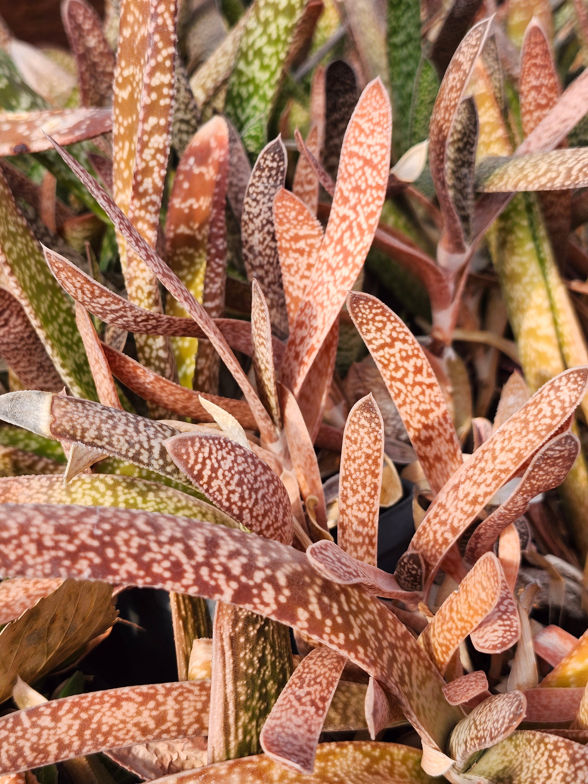 spotted succulent plant Gasteria "Dwarf Ox Tongue" – Simply Succulents AZ