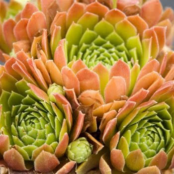 Gloriosum