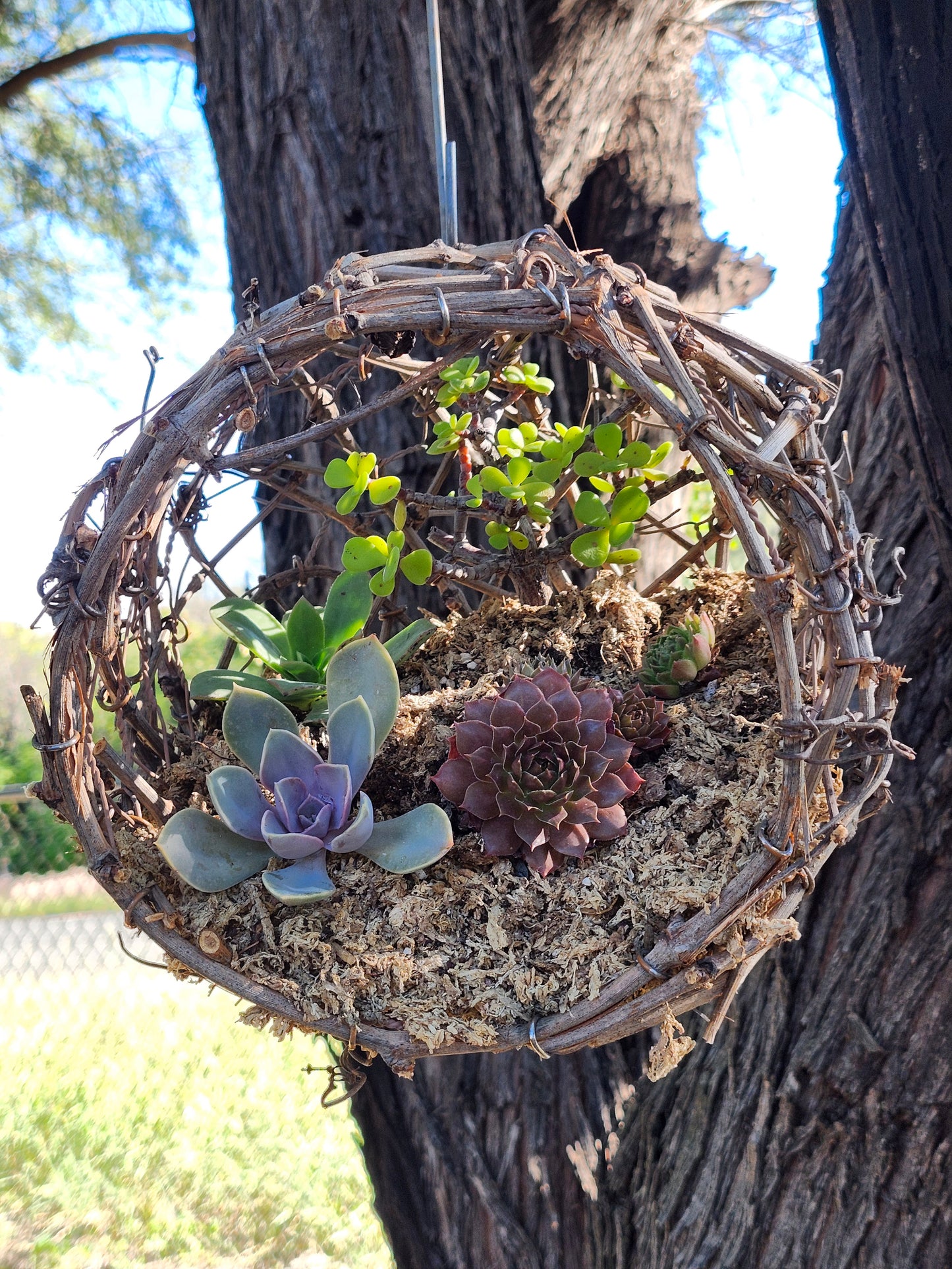 Rustic Grapevine Botanical Planter Kit