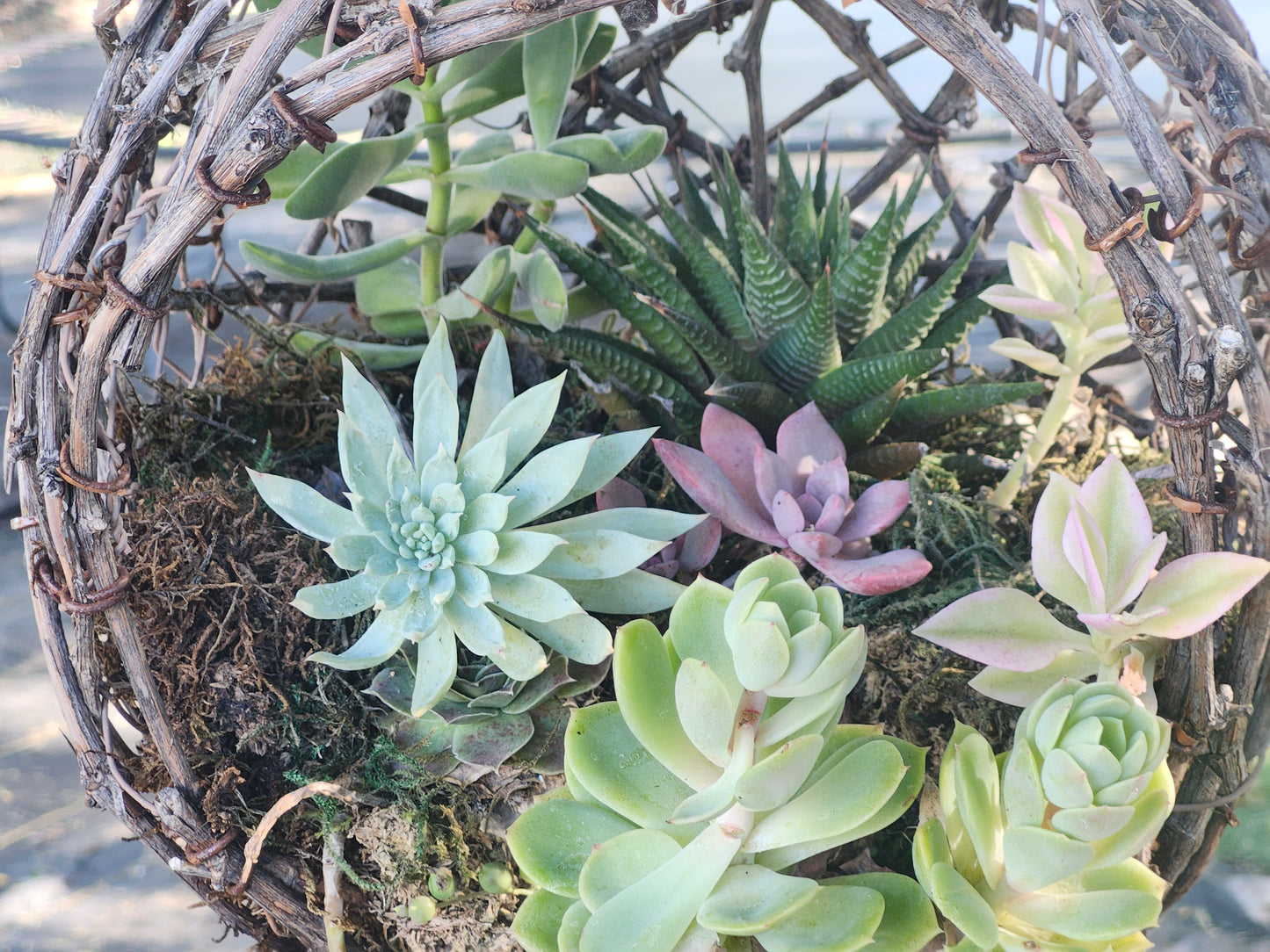 Rustic Grapevine Botanical Planter Kit