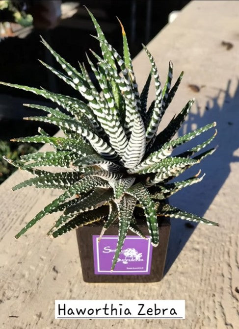 Haworthia Zebra