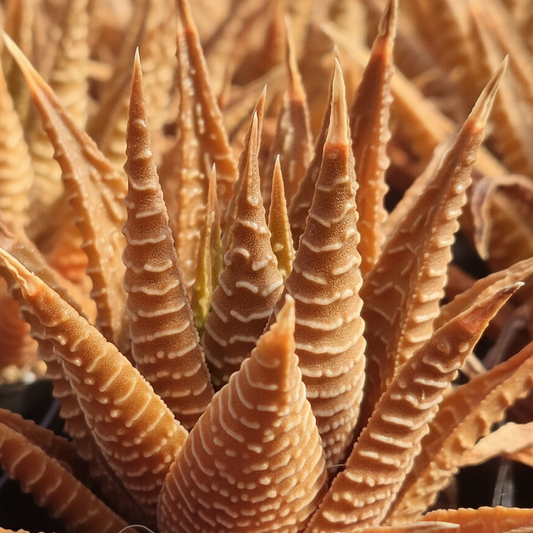 Haworthiopsis limifolia 'Variegata'