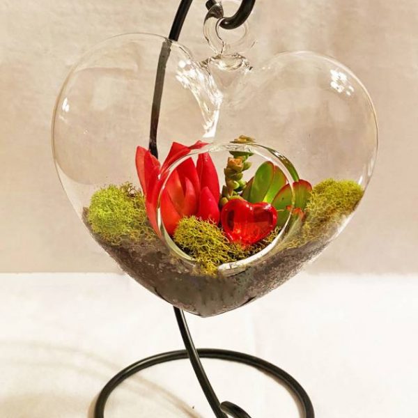 heart shaped succulents for sale Sweetheart Terrarium Kit – Simply Succulents AZ