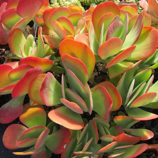 Kalanchoe Thyrsiflora Desert Rose "Paddle Plant"