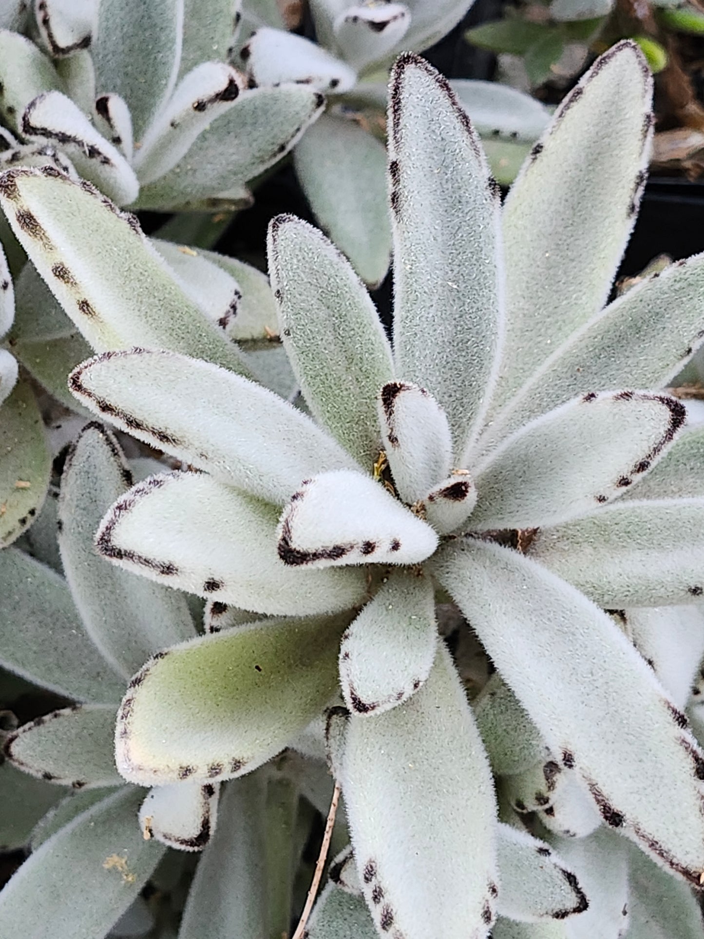 Kalanchoe Tormentosa Panda