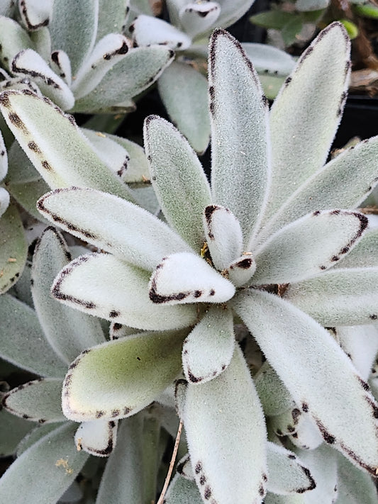 Kalanchoe Tormentosa Panda