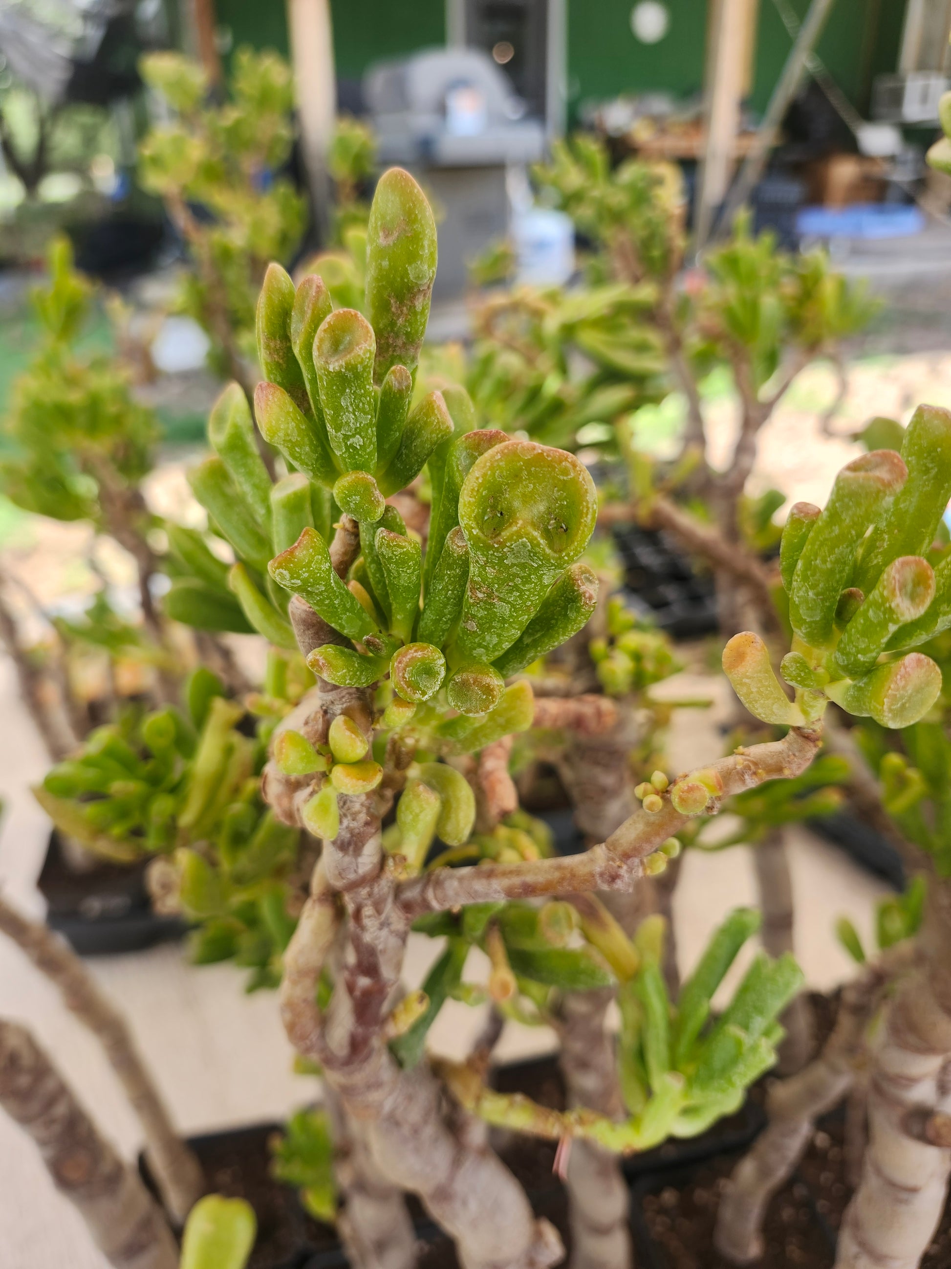 jade like succulent Gollum Jade – Simply Succulents AZ