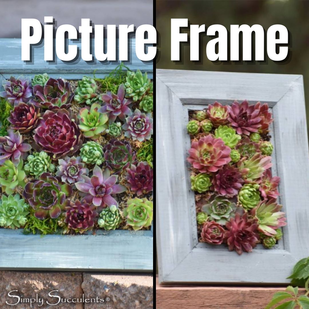 Botanical Frame