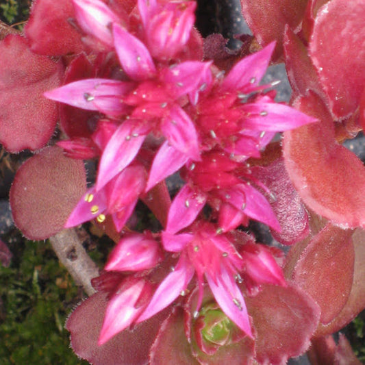 Sedum (Stonecrop) Red Carpet
