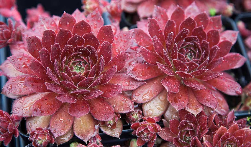 Rocknoll Rosette
