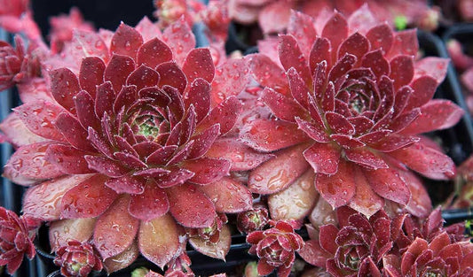 Rocknoll Rosette
