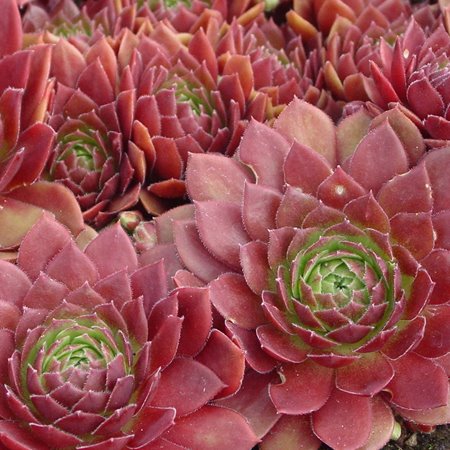 Rocknoll Rosette