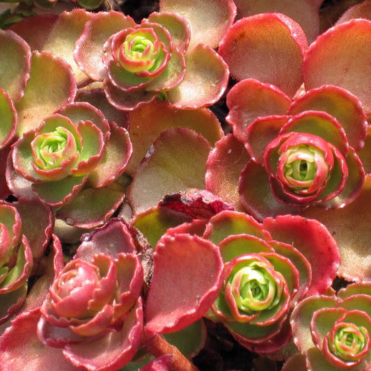 Sedum (Stonecrop) Schorbuser Blut