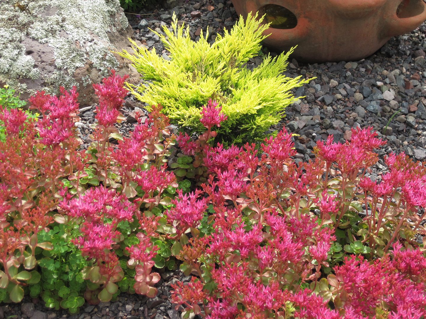 Sedum (Stonecrop) Schorbuser Blut