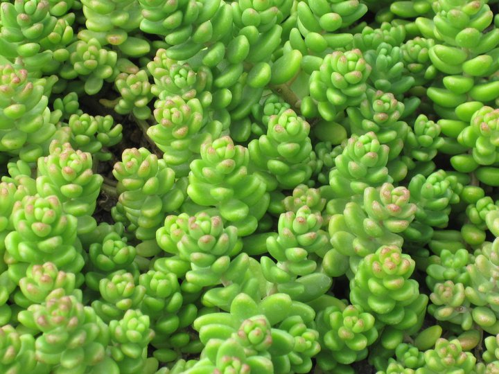 Sedum (Stonecrop) Laconicum (aka Jellybean Plant)