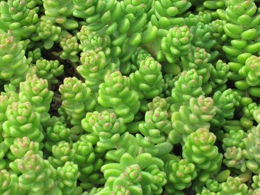 Sedum (Stonecrop) Laconicum (aka Jellybean Plant)