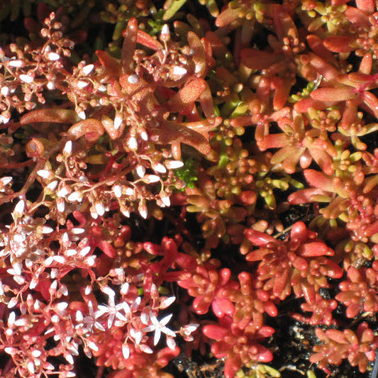 Sedum (Stonecrop) Bella d'Inverno