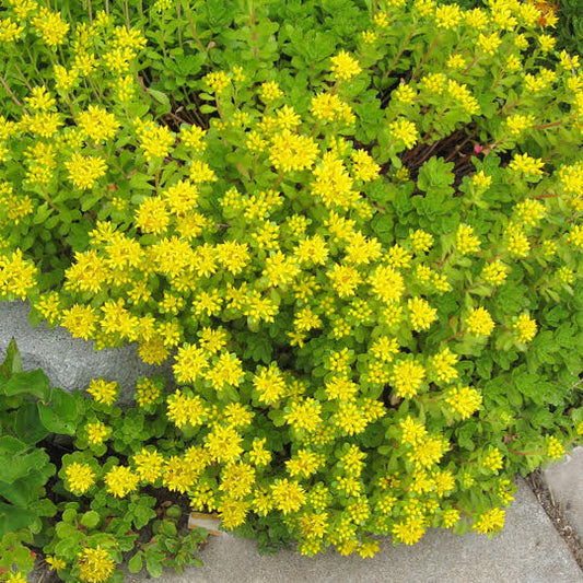 Sedum (Stonecrop) Ellacombianum (Ella)