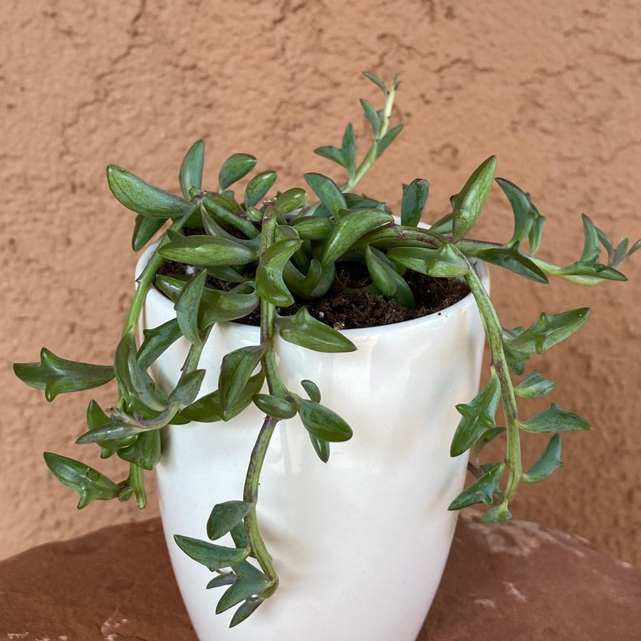 Senecio Peregrinus String of Dolphins