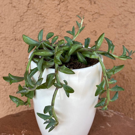 Senecio Peregrinus String of Dolphins
