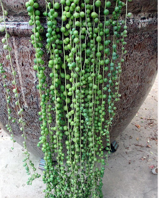 Senecio String of Pearls