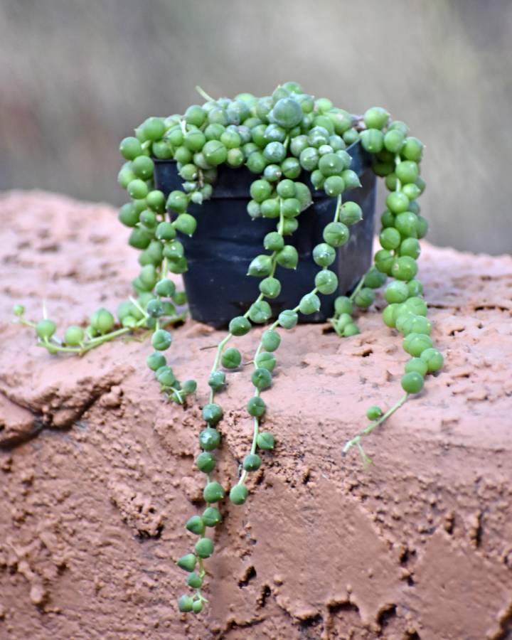Senecio String of Pearls