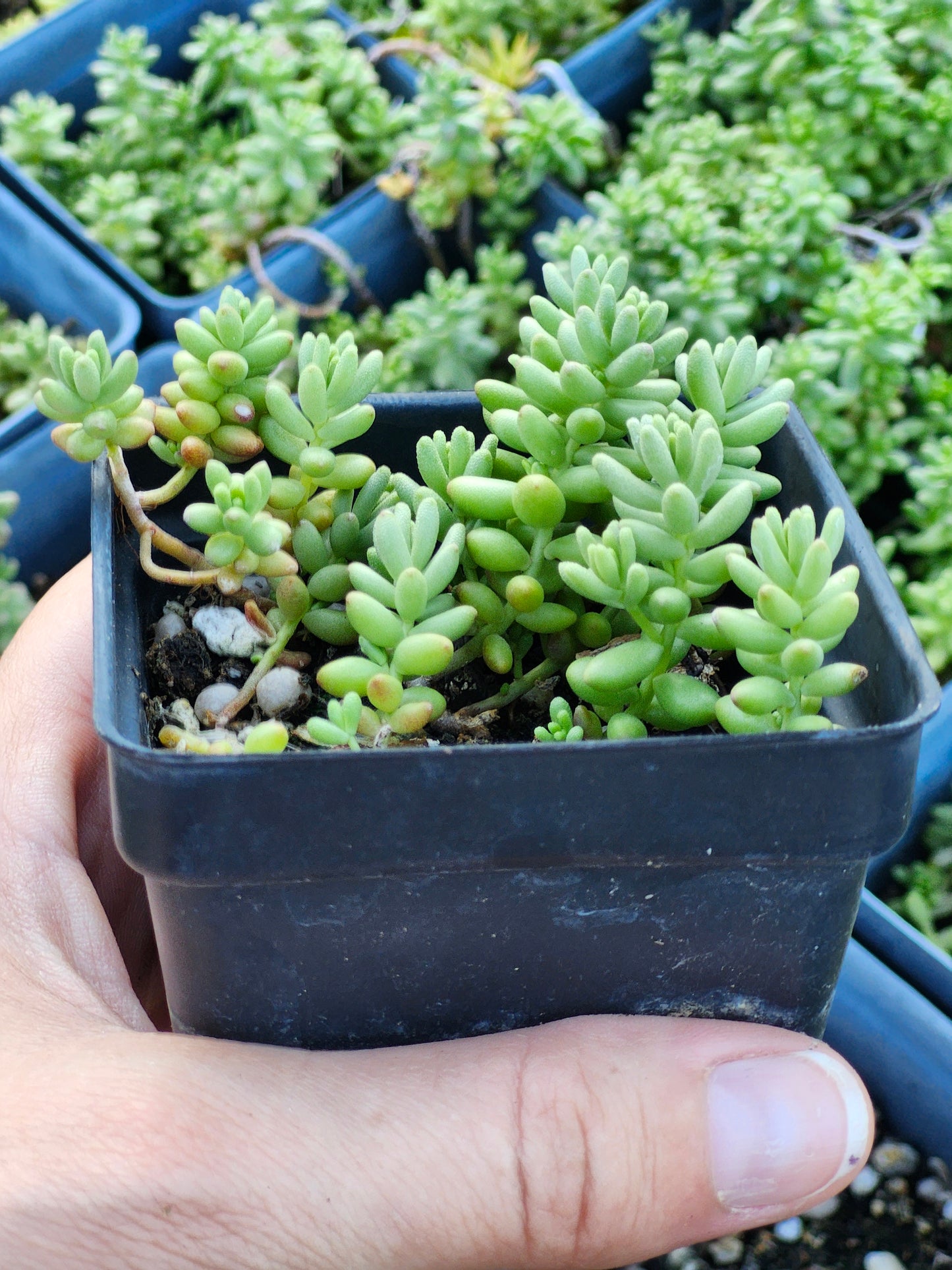 Sedum (Stonecrop) stefco