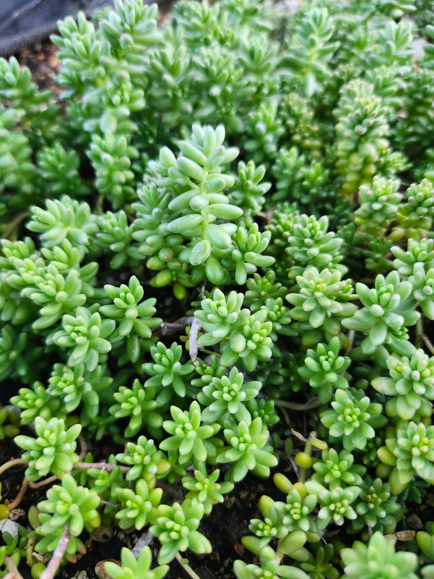 Sedum (Stonecrop) stefco