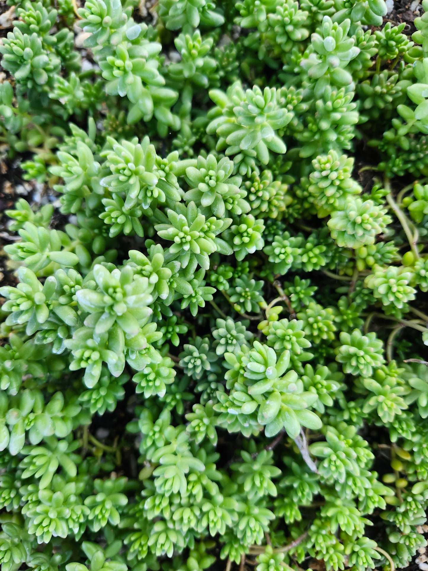 Sedum (Stonecrop) stefco