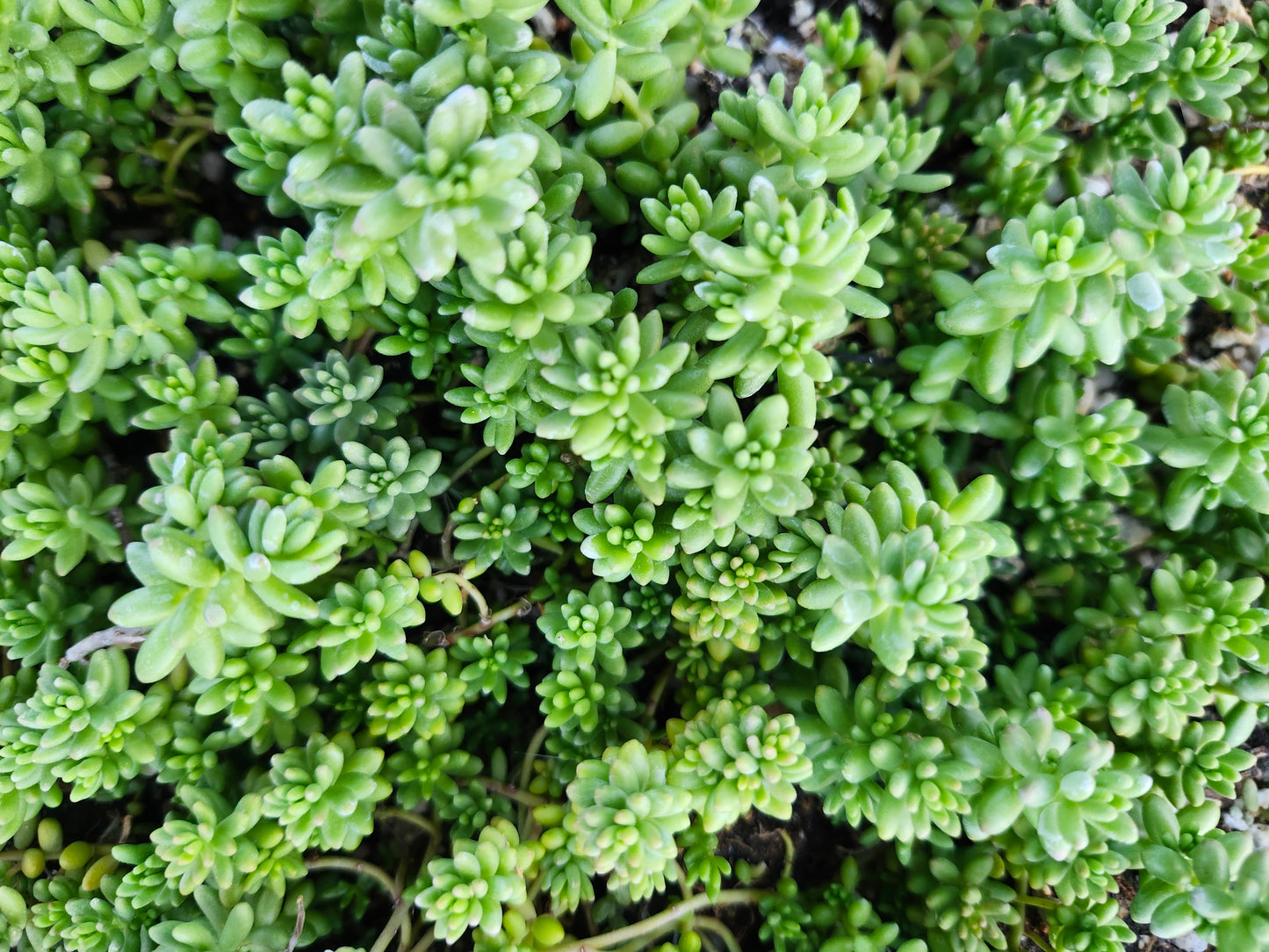 Sedum (Stonecrop) stefco
