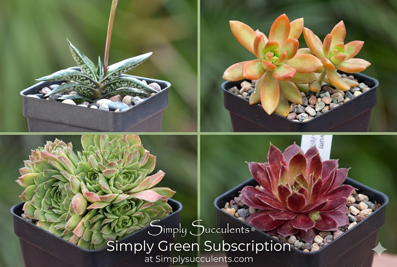 The Simply Green Subscription