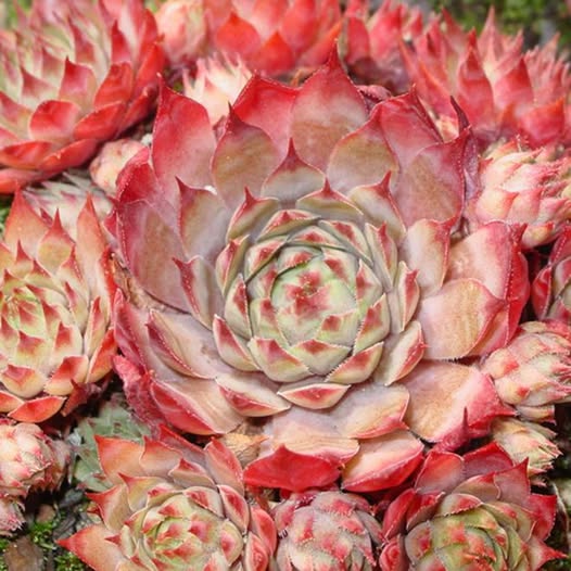 Tectorum Triste