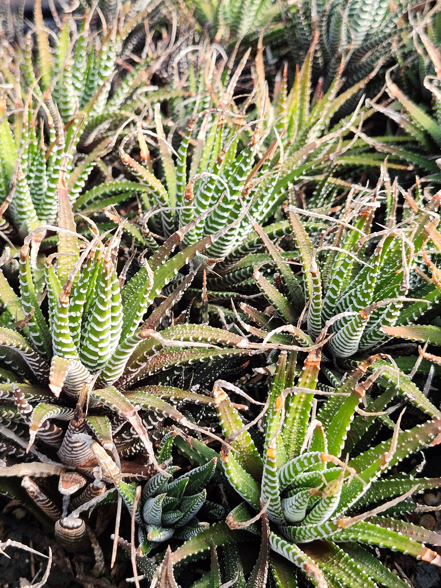 Haworthia Zebra