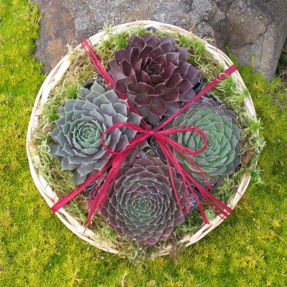 The Botanical Bounty Basket