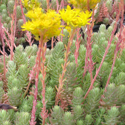 Sedum (Stonecrop) Fosterianum