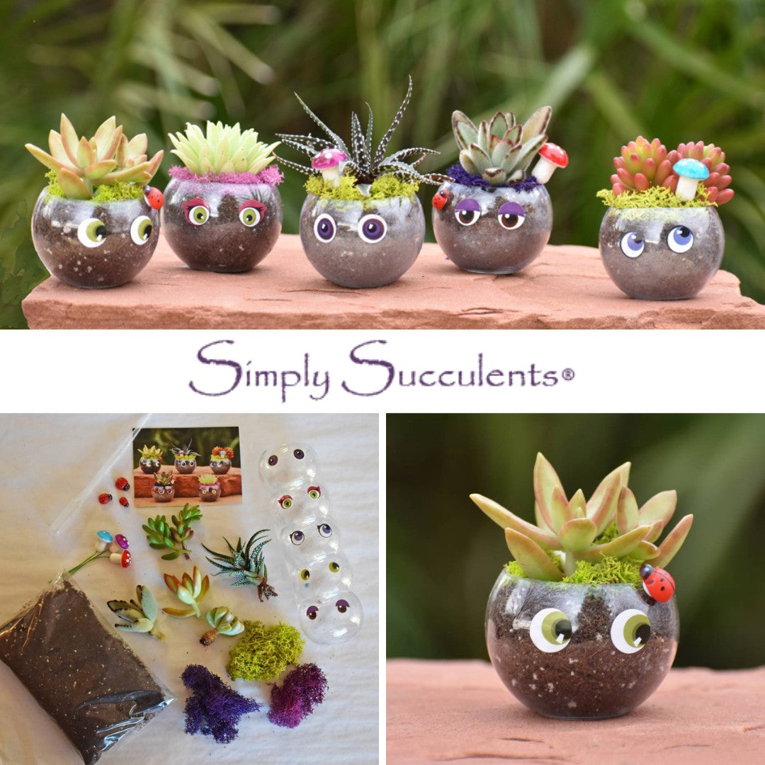 Mini Terrarium Kit