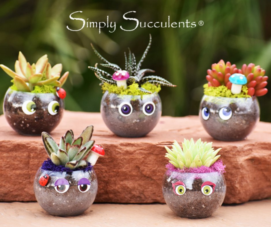 Mini Terrarium Kit