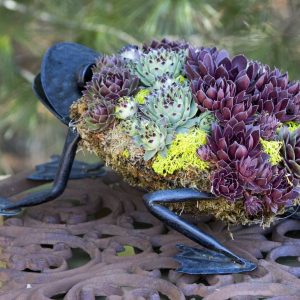 Frog Topiary Kit