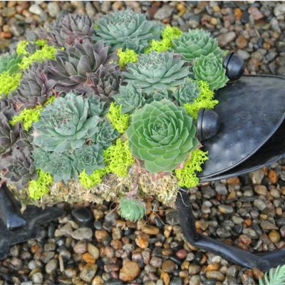 Frog Topiary Kit