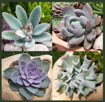 Exotic Succulent Collection - 16 Plants